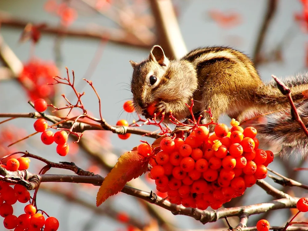 Autumn animals in autumn