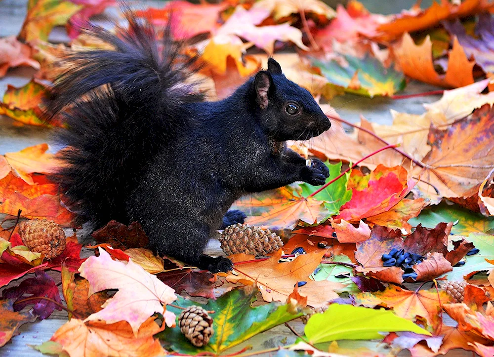 Autumn animals