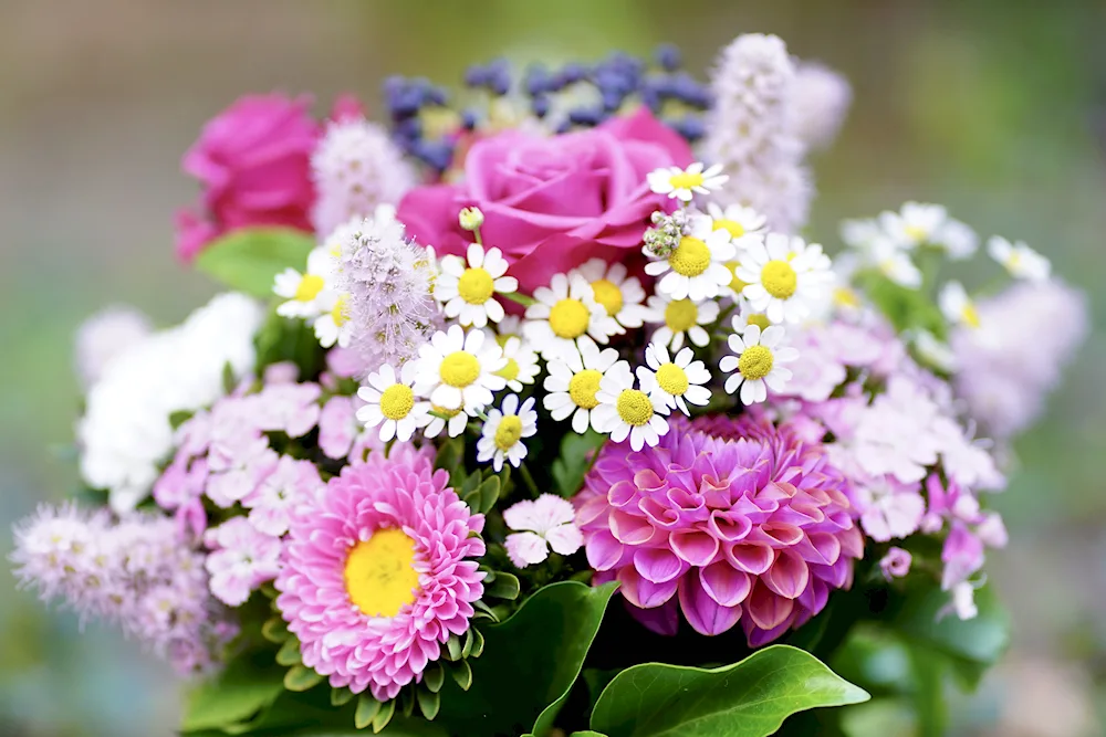 Autumn bouquet of asters dahlias