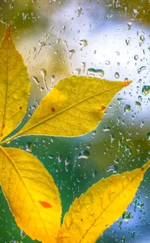 Autumn rain