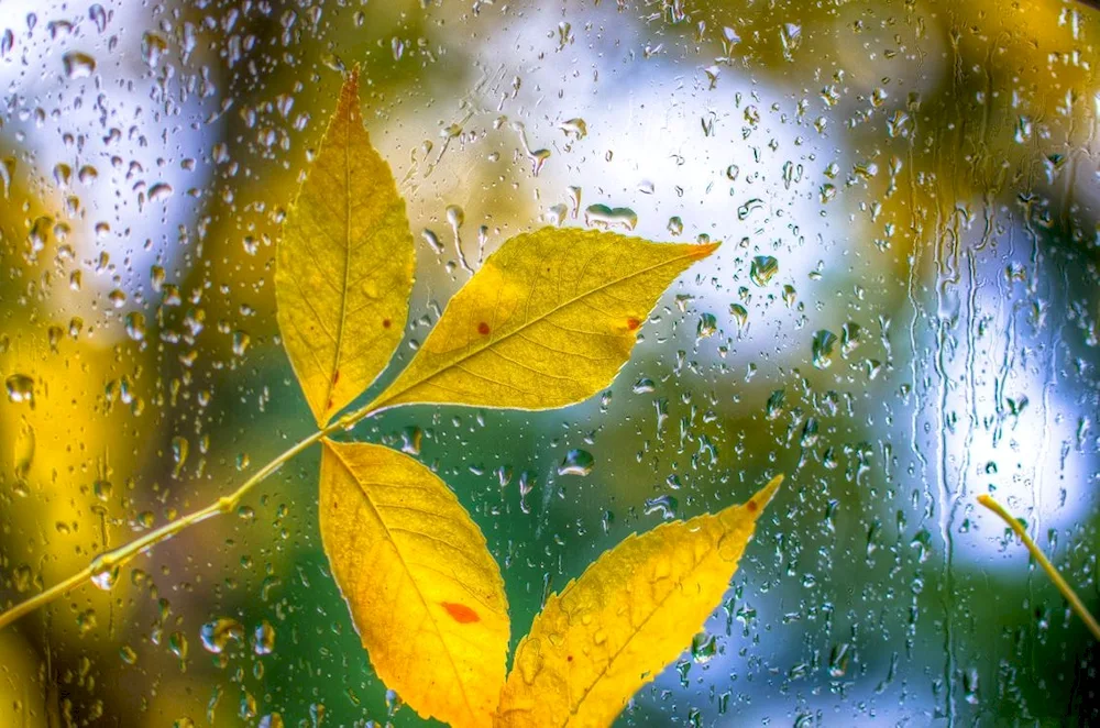 Autumn rain