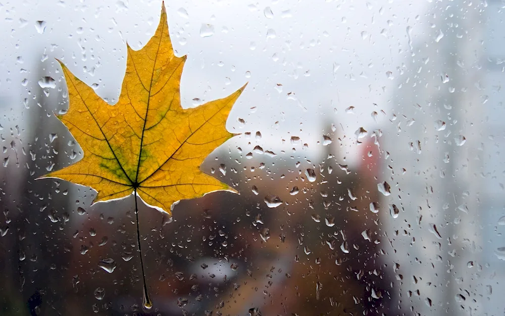 Autumn rain