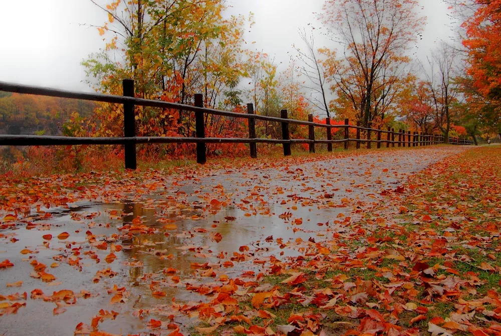 Rainy autumn