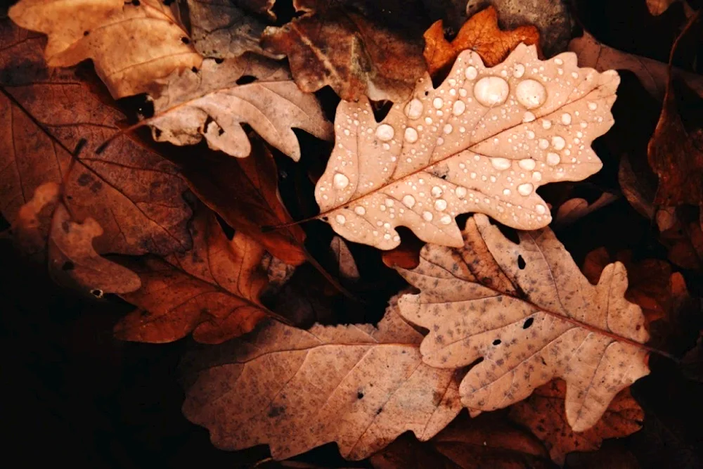 Autumn oak leaf