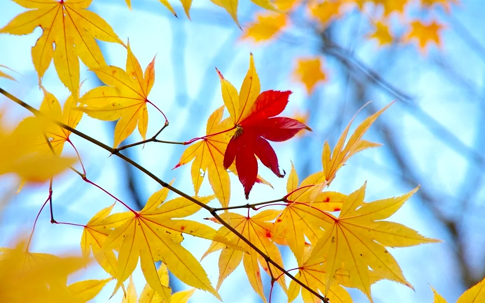 Autumn background