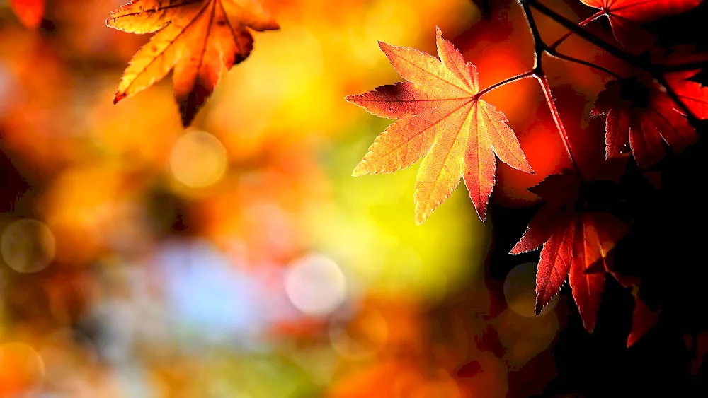 Autumn tree