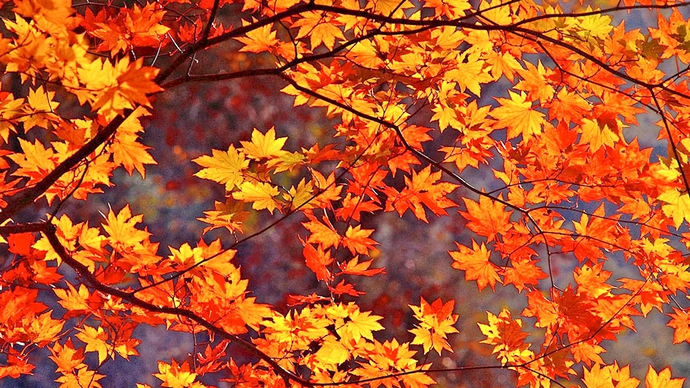 Autumn nature