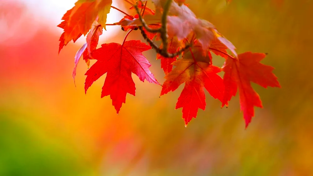 Autumn background