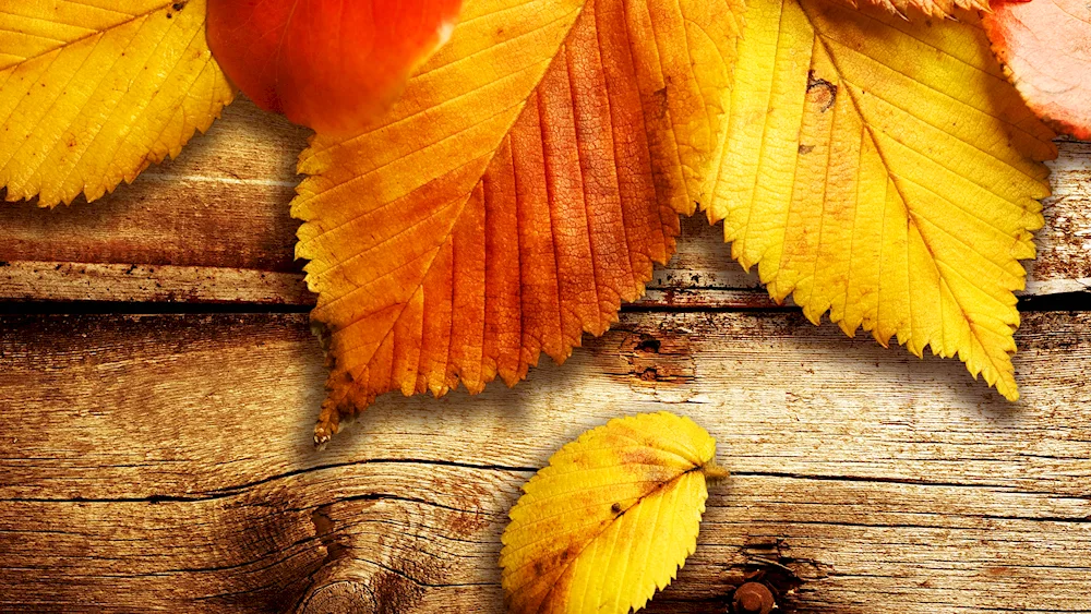 Autumn background