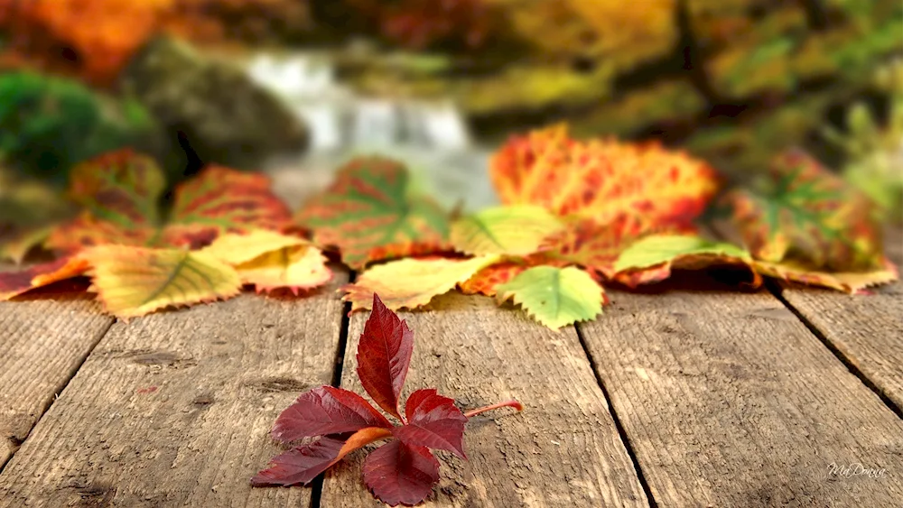 Autumn background for desktop