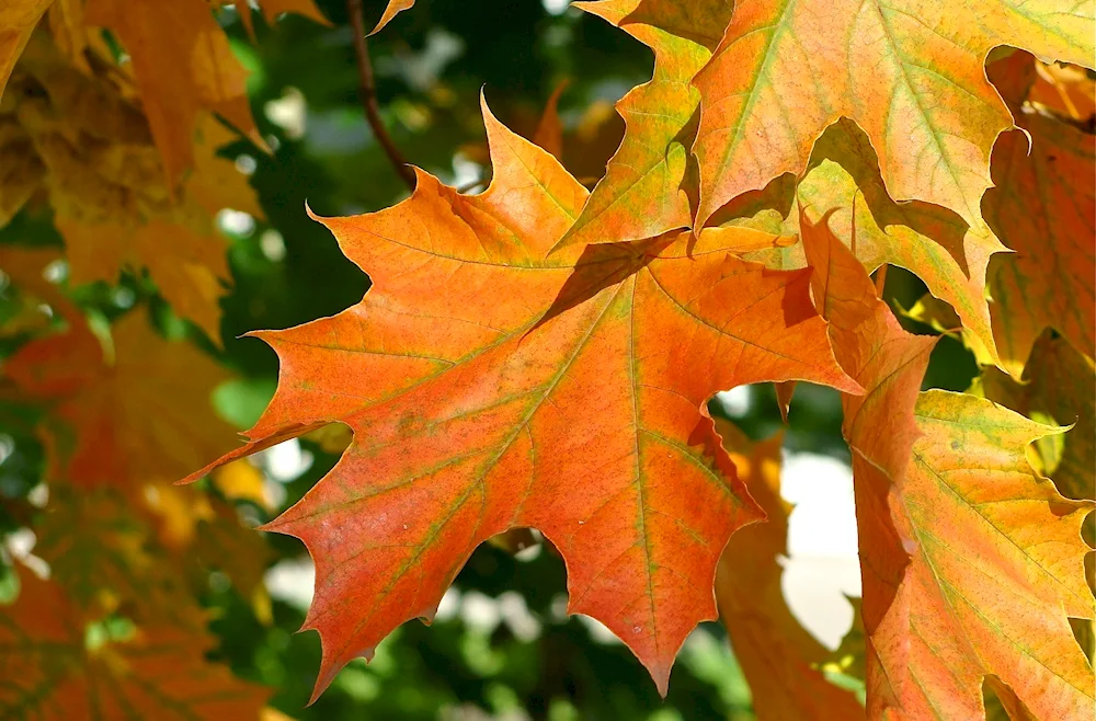 Autumn maple leaf