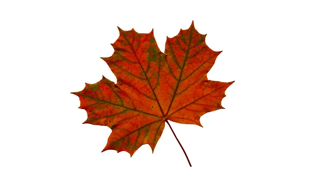 Maple leaf outline