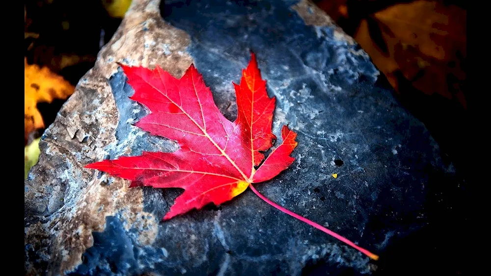 Autumn maple leaves