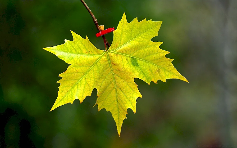 Autumn maple leaf