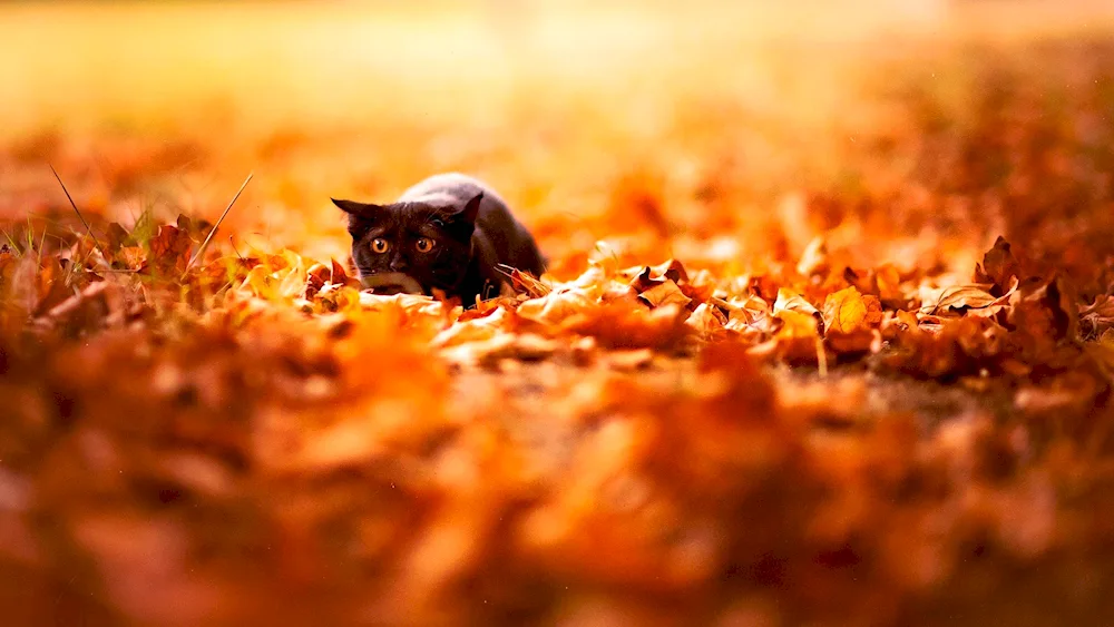 Beautiful autumn