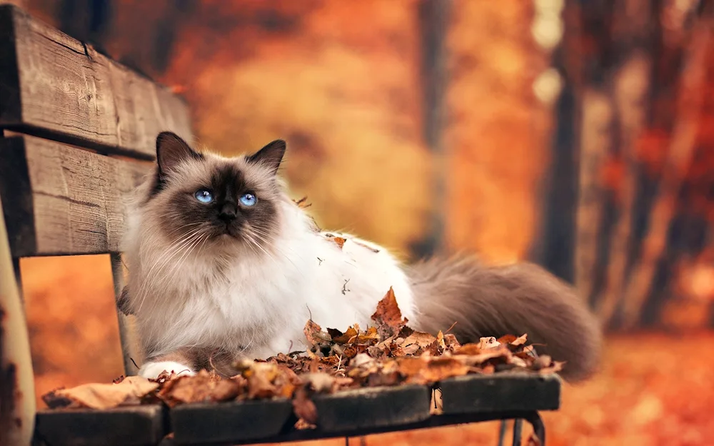 Autumn Cat