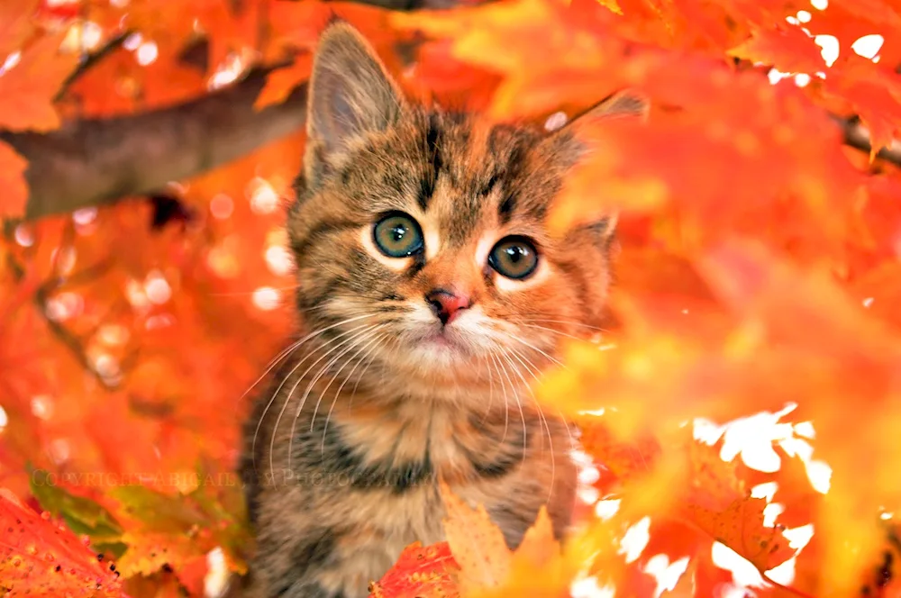 Autumn Cat