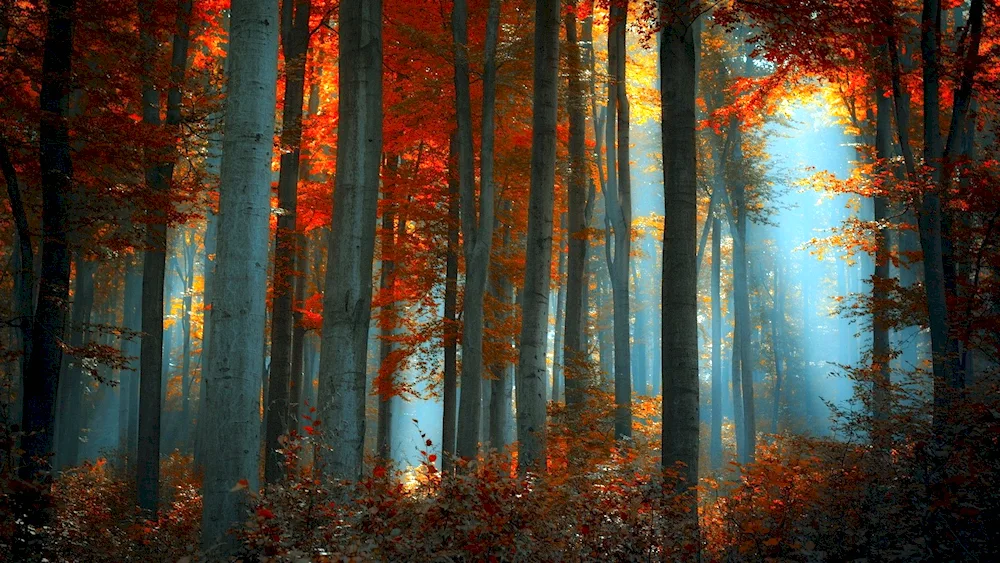 Autumn forest