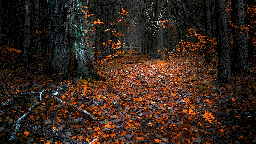 Autumn park