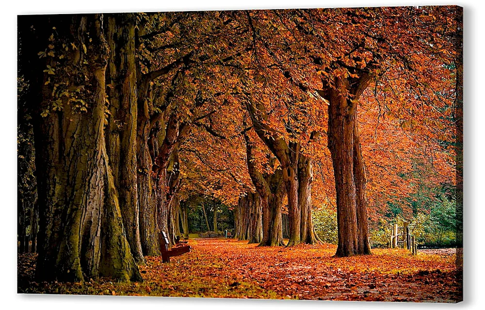Autumn forest