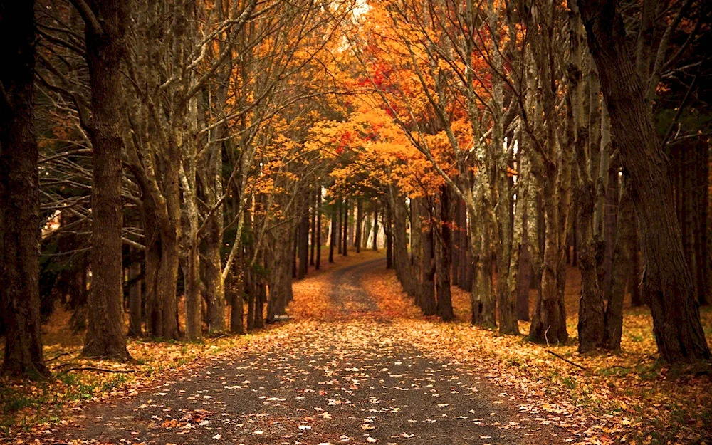 Beautiful autumn