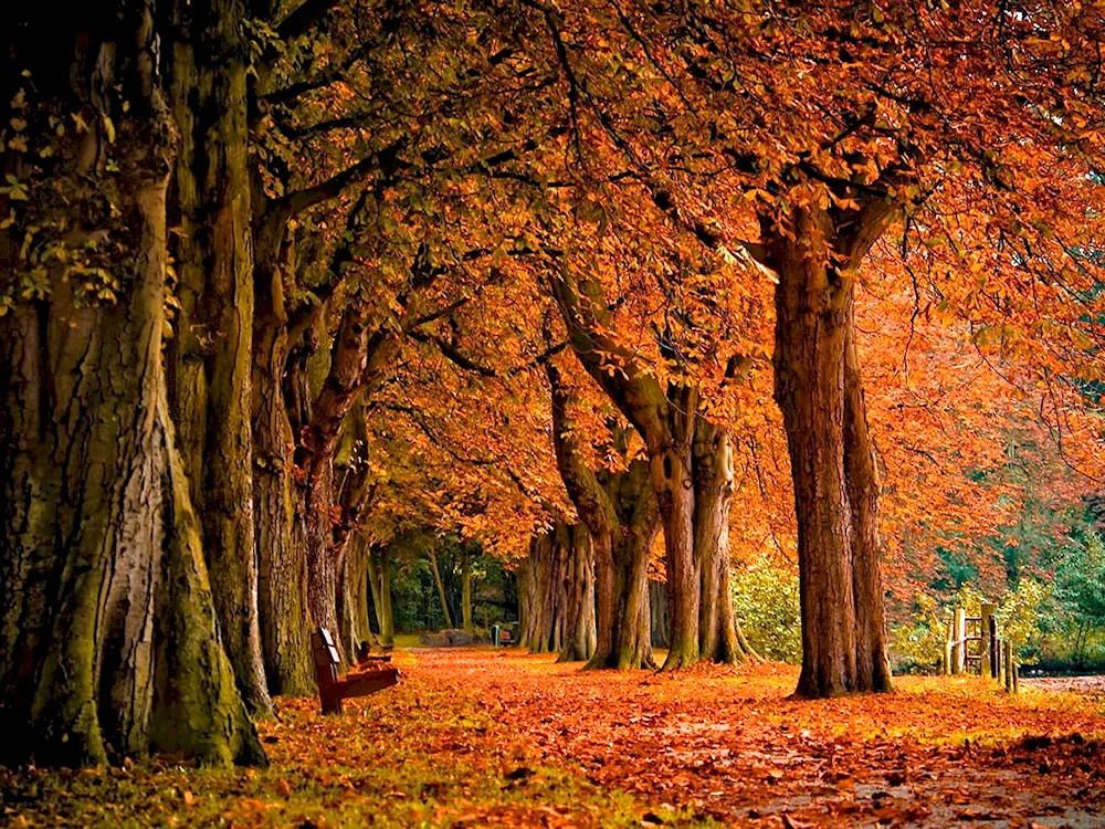 Peautiful autumn