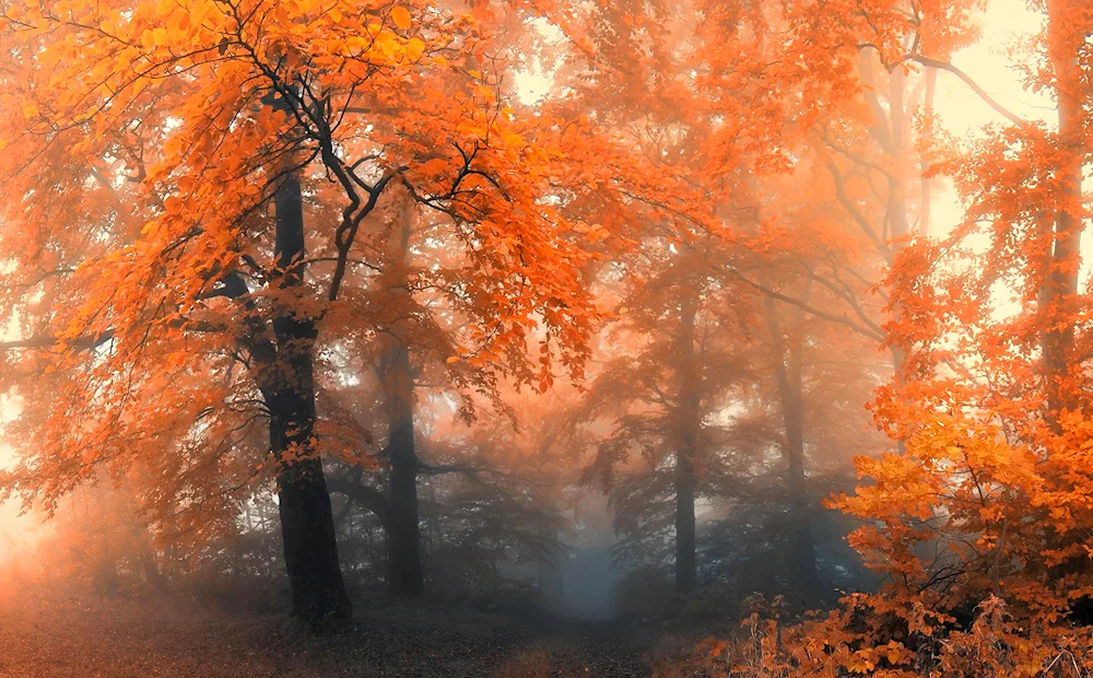 Autumn wallpaper
