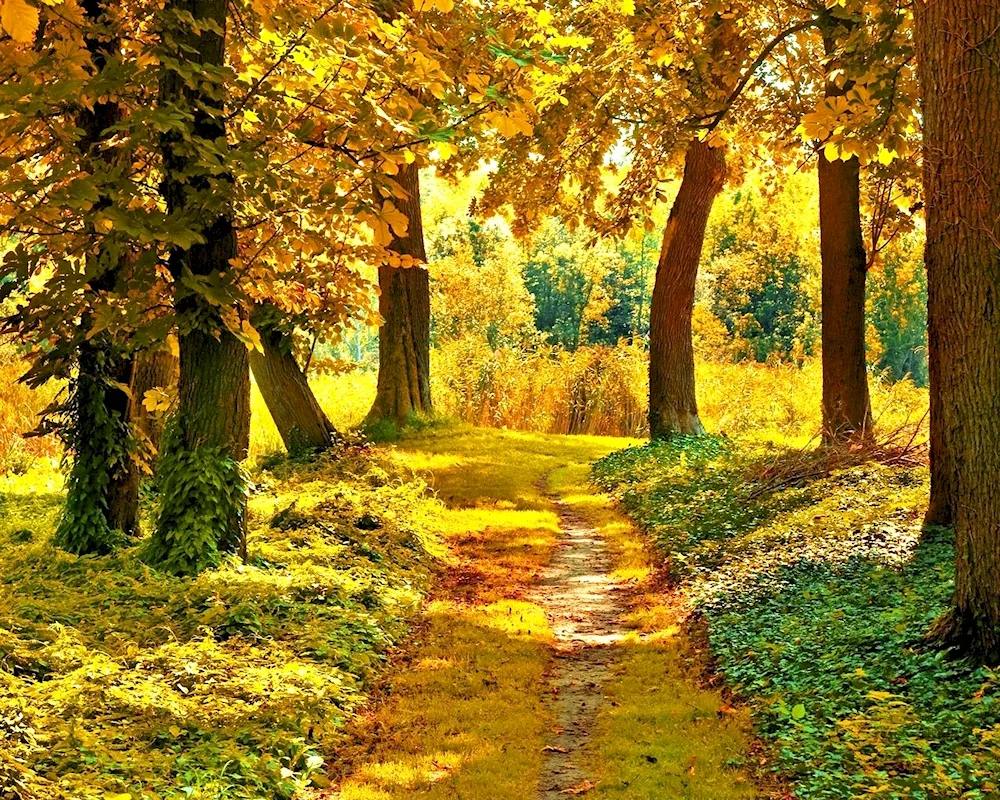 Autumn background