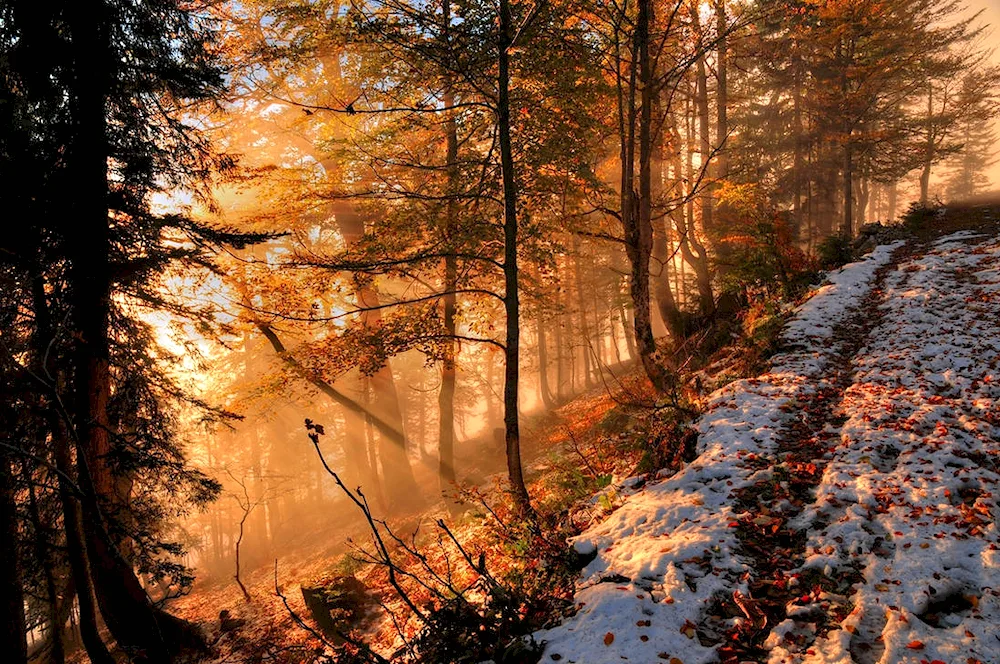 Autumn forest