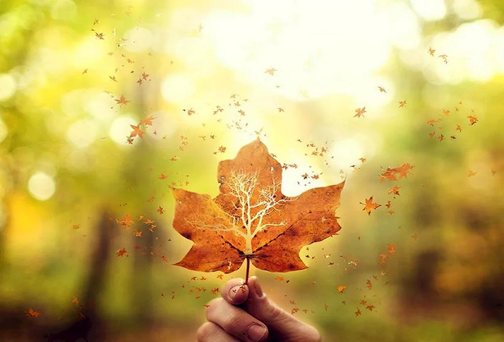 Autumn leaf in hand