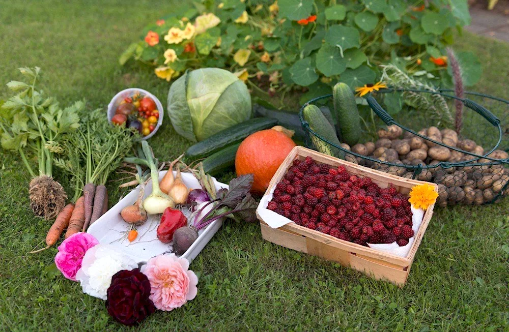 Autumn garden