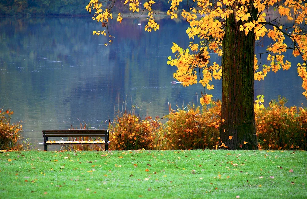 Out the window autumn