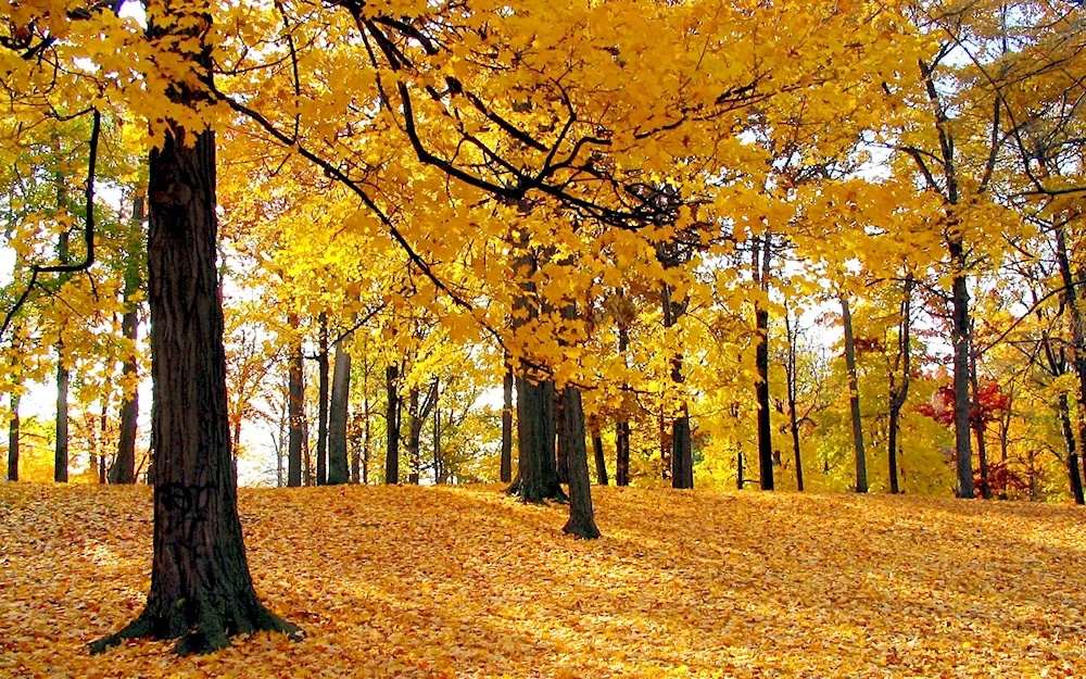 Autumn river