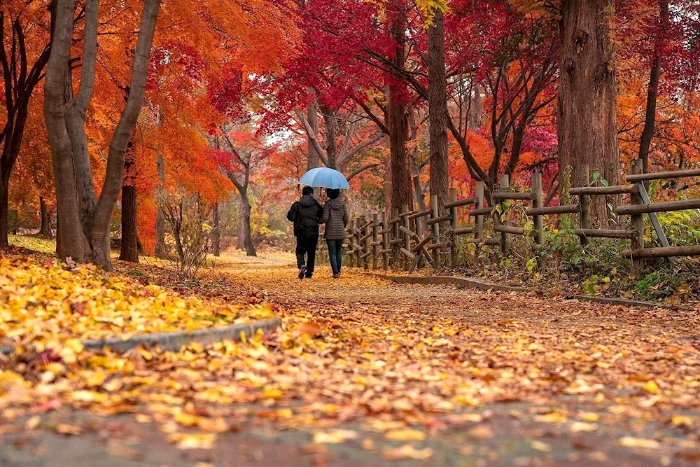 Autumn park