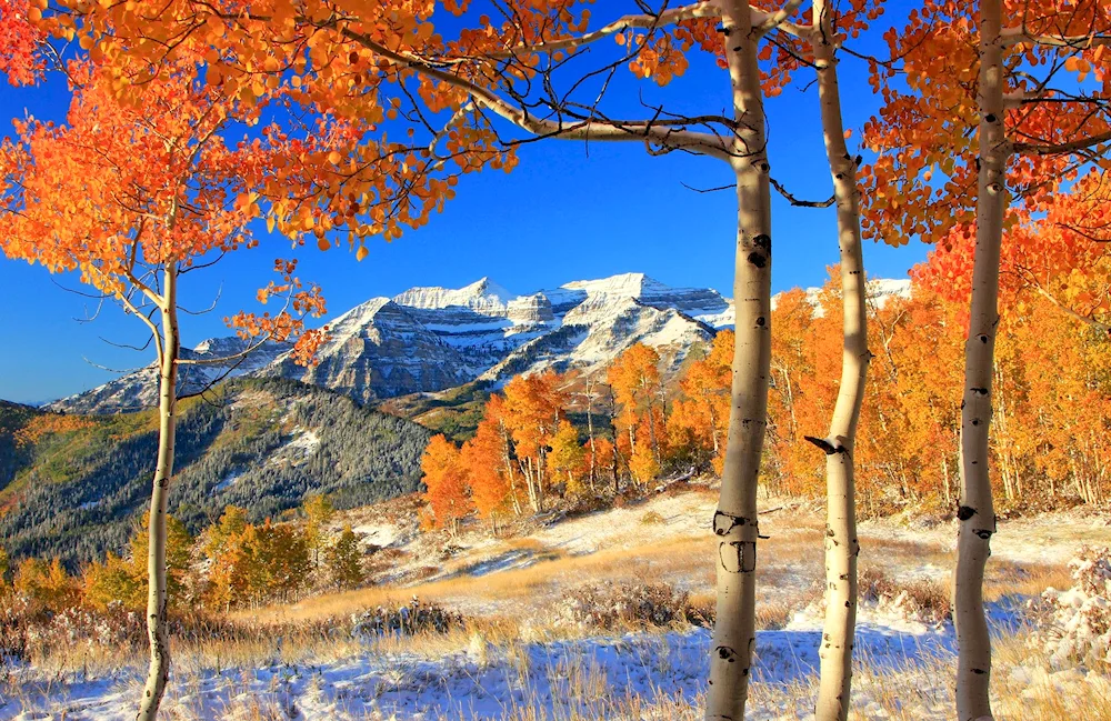 Snowy autumn