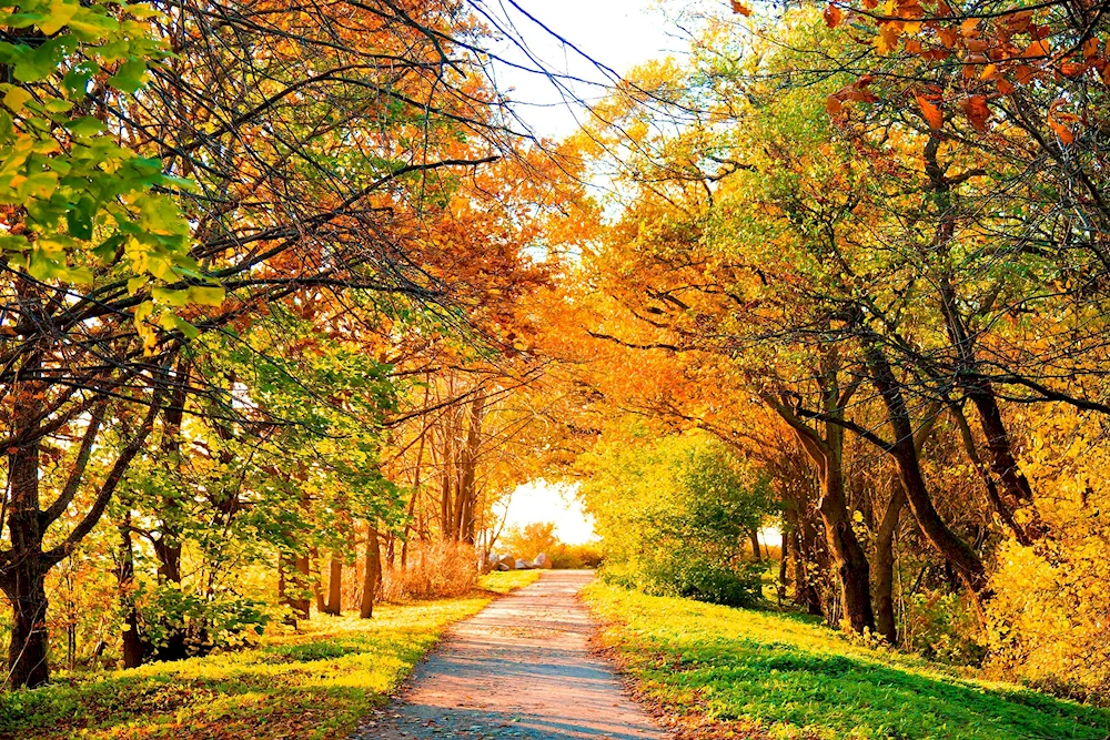Autumn nature