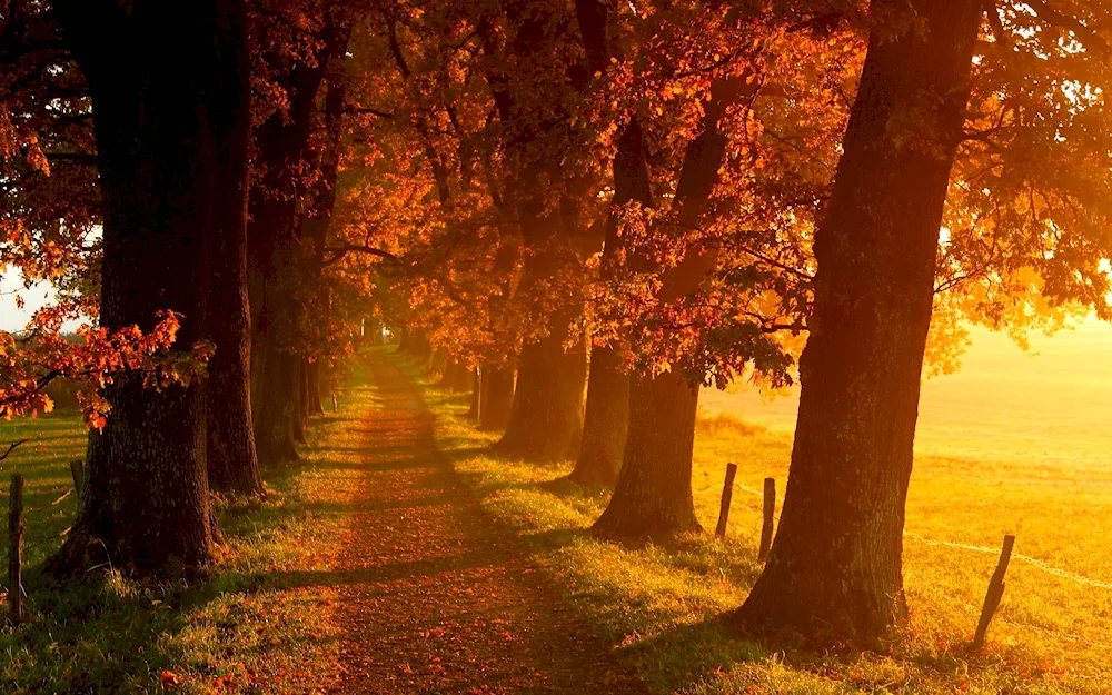 Autumn landscape