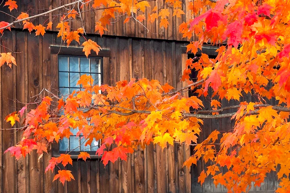 Autumn landscape with maple tree