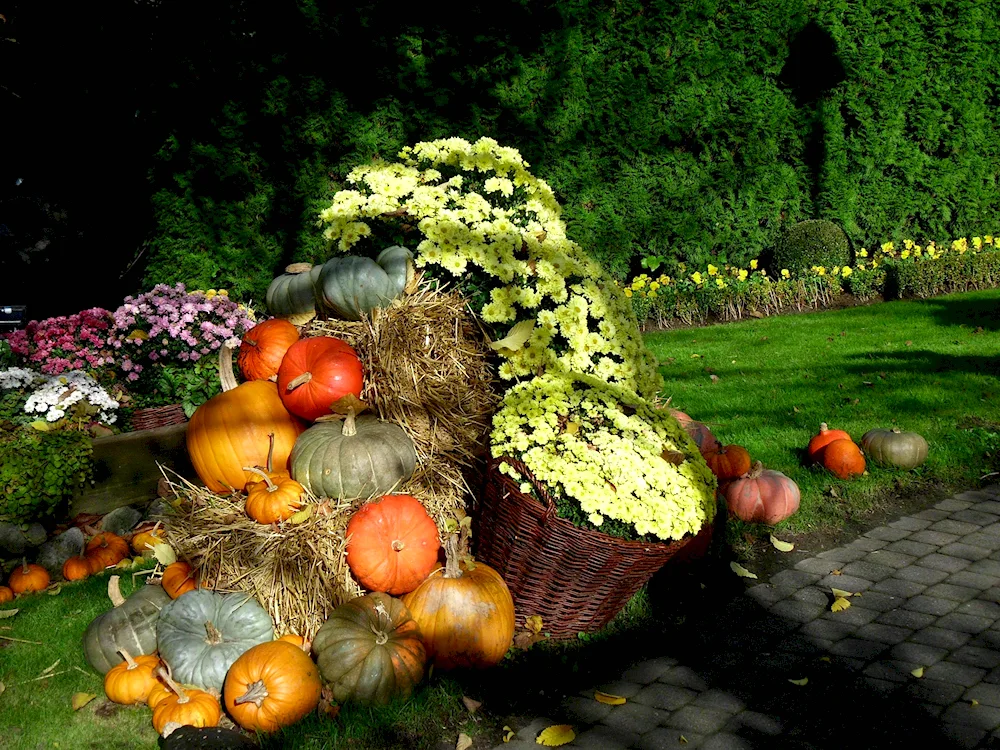 Pumpkin field with pumpkins