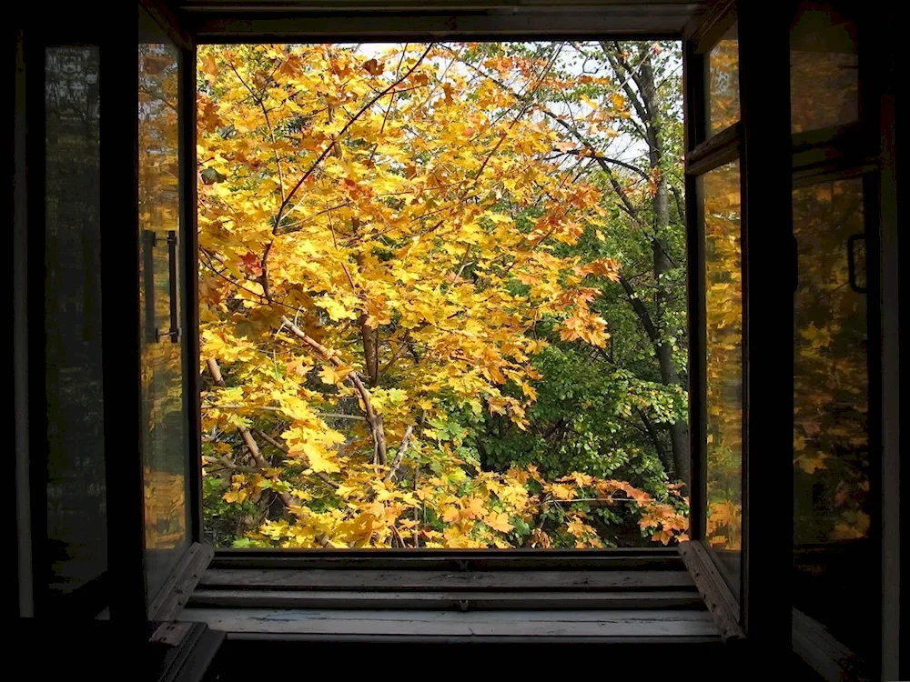 Outside window view