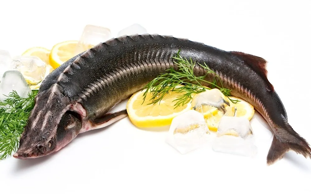 Siberian sturgeon