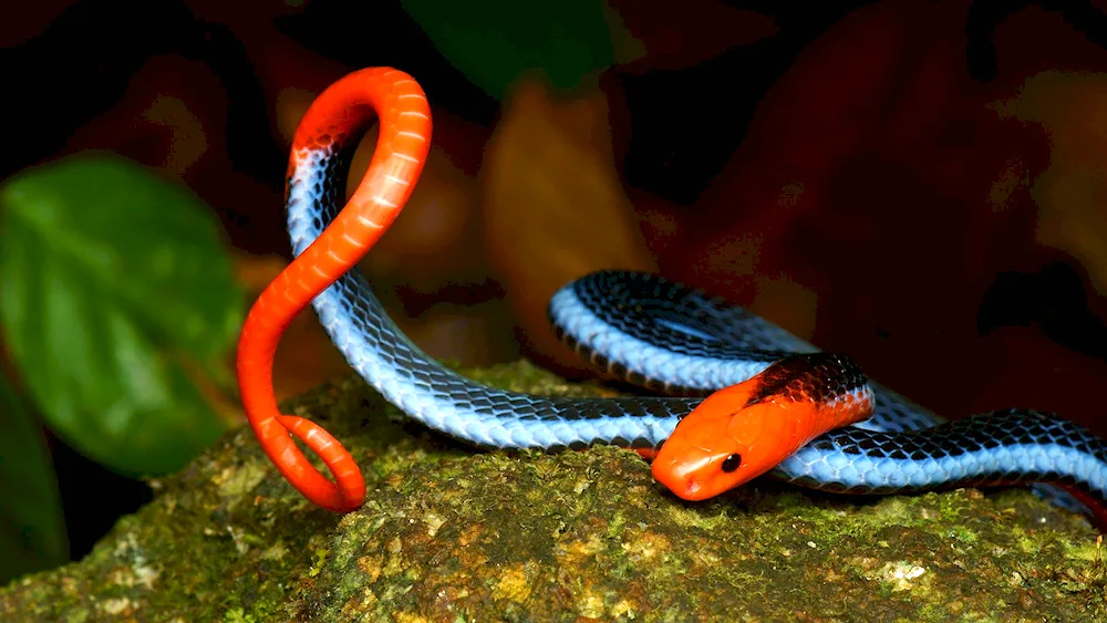 Collared Cobra