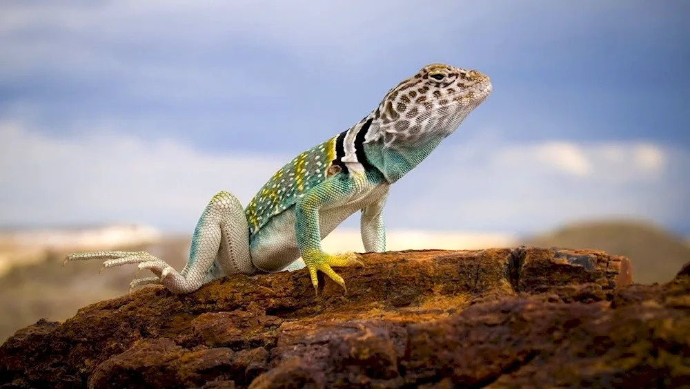 Collared desert iguana