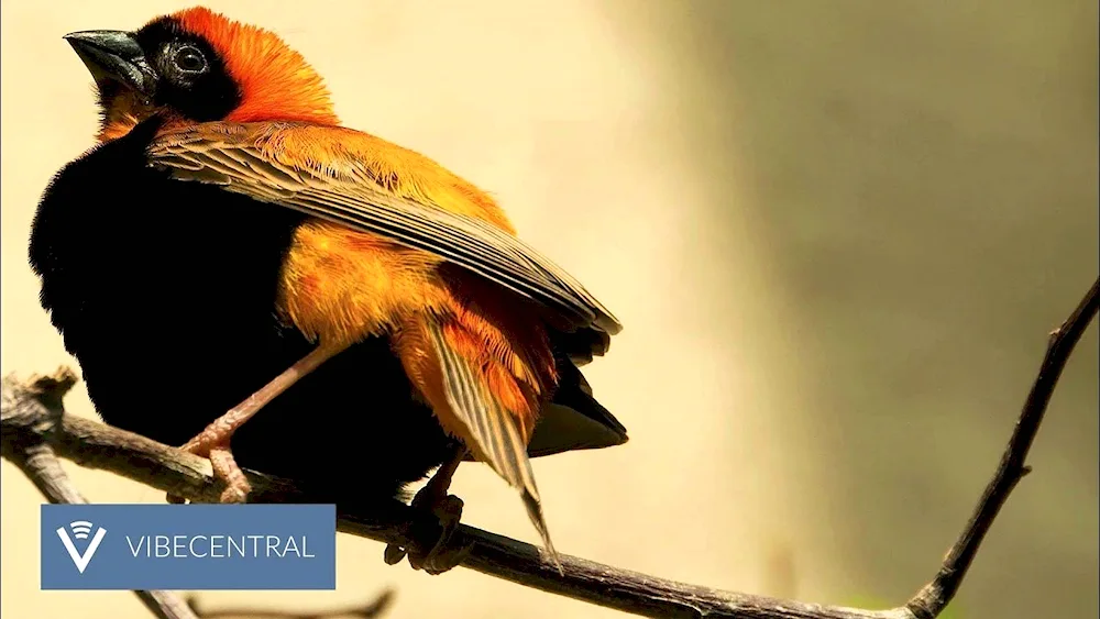 Mandarin bird