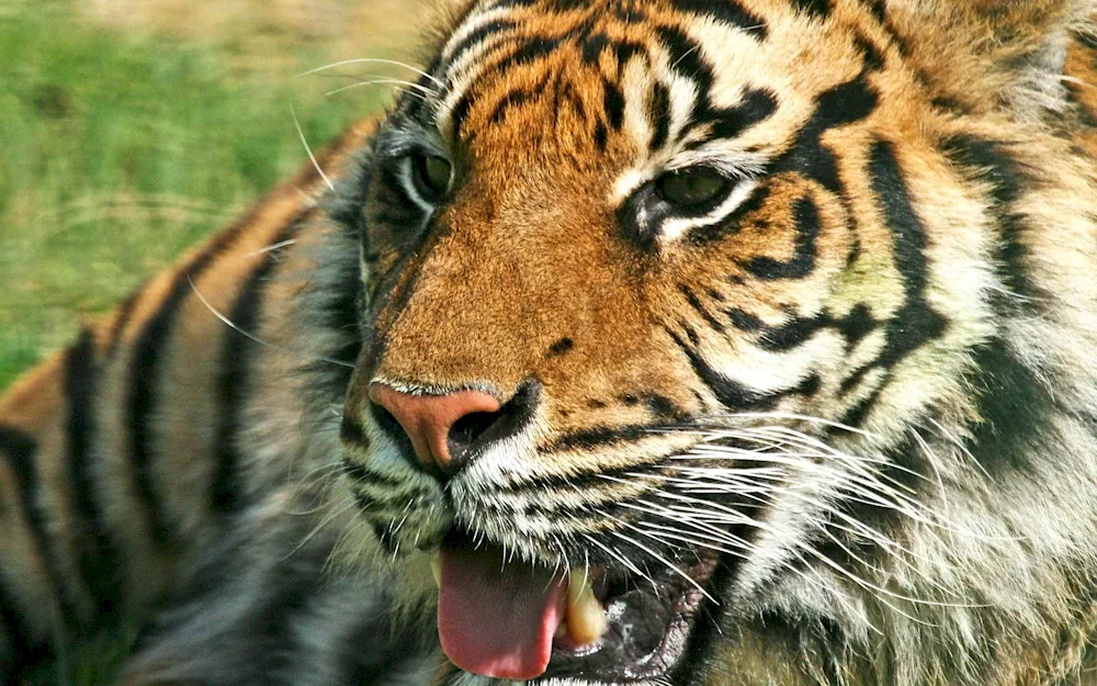 Tiger scalp