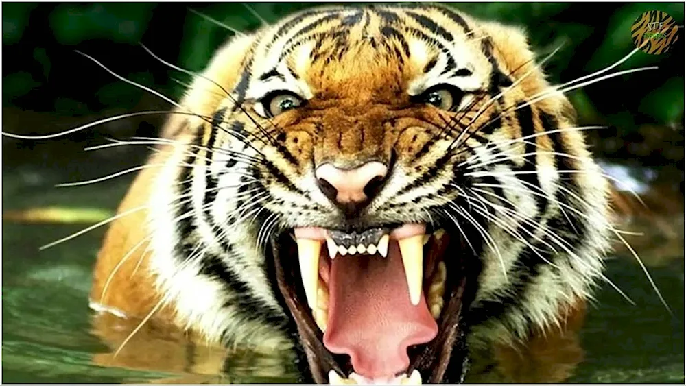 Amur tiger slash