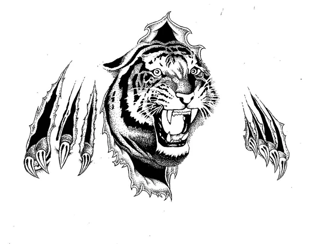 Oscal tiger tribal tattoo sketches