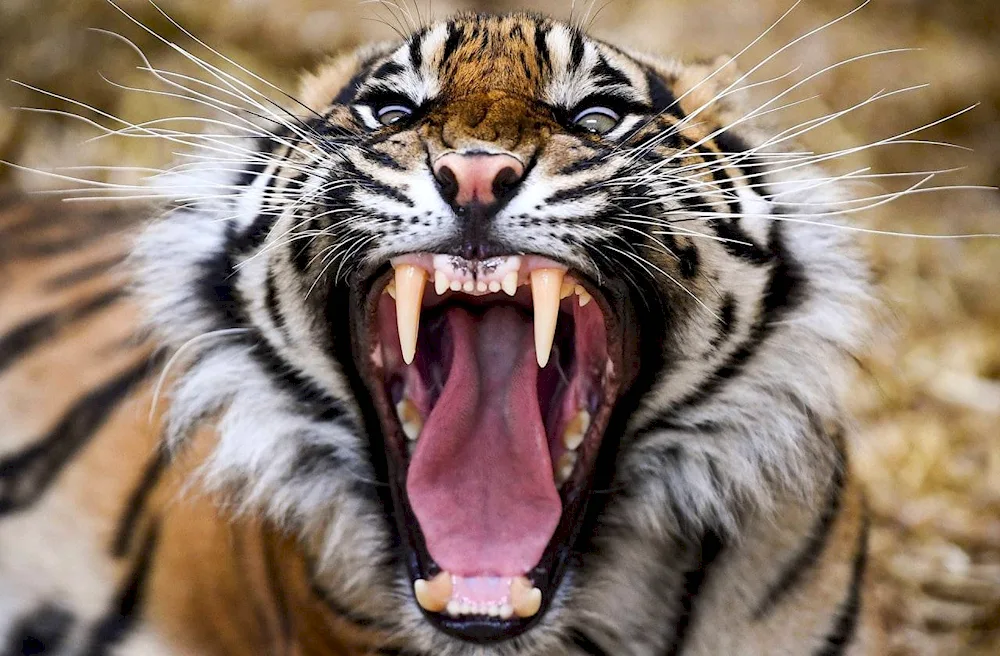 Tiger slash