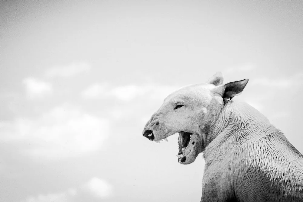 Skinned Bull Terrier