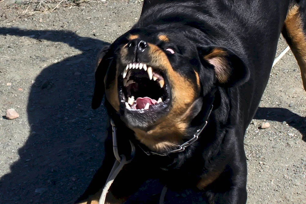 Dog rottweiler